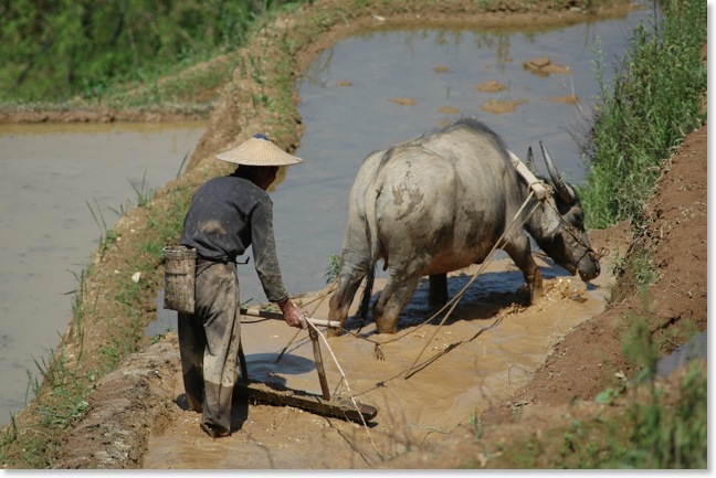 YUNNAN Homme et boeuf YUNNAN DSC_0714