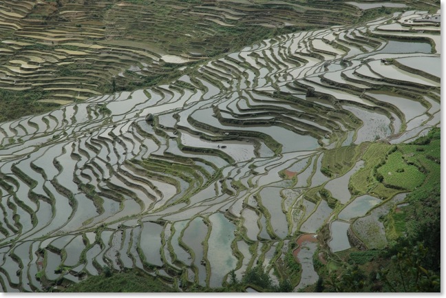 YUNNAN Rizières YUNNAN DSC_0435